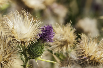 thistle