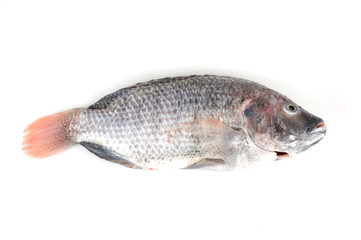 fresh processed tilapia fish isolated, on white background