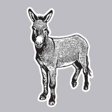 Donkey - black and white portrait in front view.
Cute farm animal in engraving style. Vector illustration together with a large raster image.