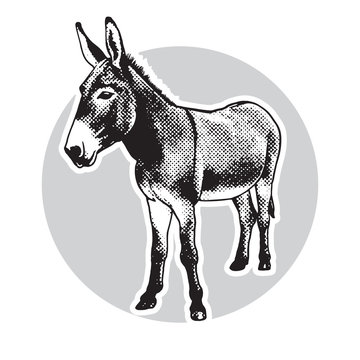 Donkey - black and white portrait in front view.
Cute farm animal in engraving style. Vector illustration together with a large raster image.
