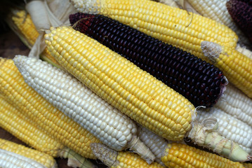 corn texture background