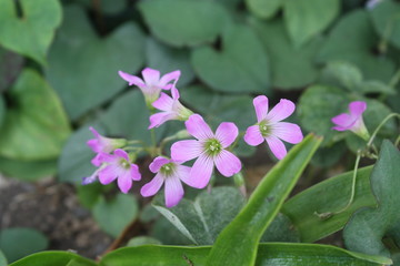 ピンクの野花