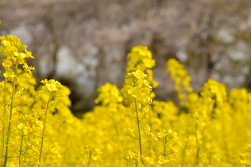 Obraz premium 菜の花と桜