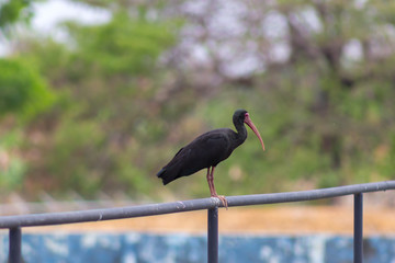 beautiful black bird in venezuela