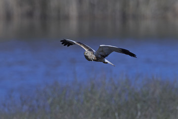 Western marsh harrier (Circus aeruginosus)