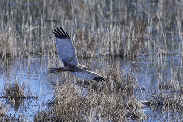 Western marsh harrier (Circus aeruginosus)