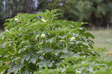 plantation of Turkish shacks in organic garden