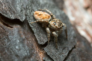 Jumping spider, Evarcha falcata on burnt bark