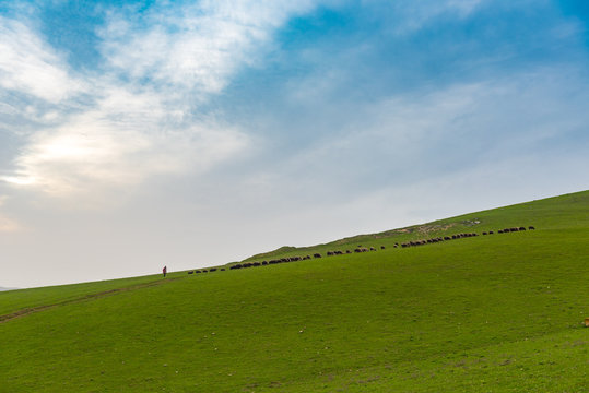 Herd of sheep on a green hill