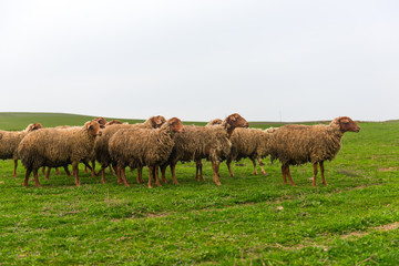 Obraz premium Herd of sheep on a green hill