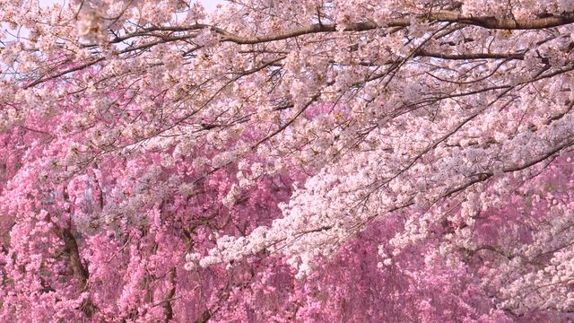 Cherry blossoms in full bloom
