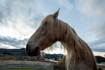 White Horse in Profile with Country Sky Background