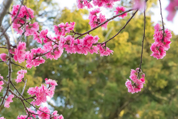 美しい三色の花を咲かせる花桃