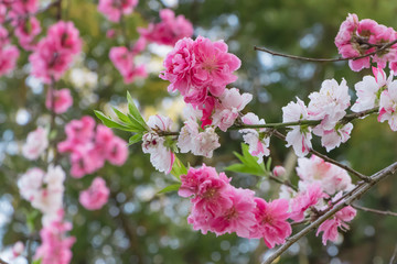 美しい三色の花を咲かせる花桃