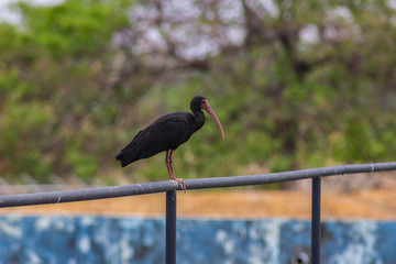 beautiful black bird in venezuela