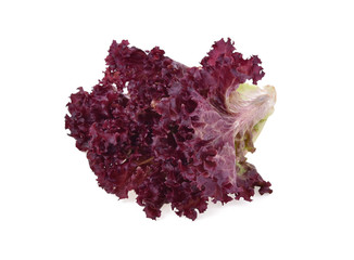 red lettuce isolated on white background