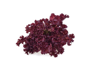 Fototapeta premium red lettuce isolated on white background