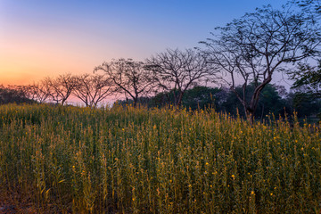 Beautiful landscape yellow Sunhemp flowers field with sunset background in Phitsanulok, Thailand.