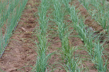 plantation of onions in greenhouse organic garden