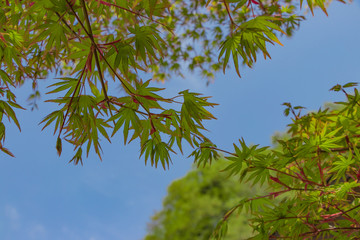新緑のもみじ