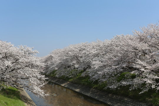 高田川の桜並木