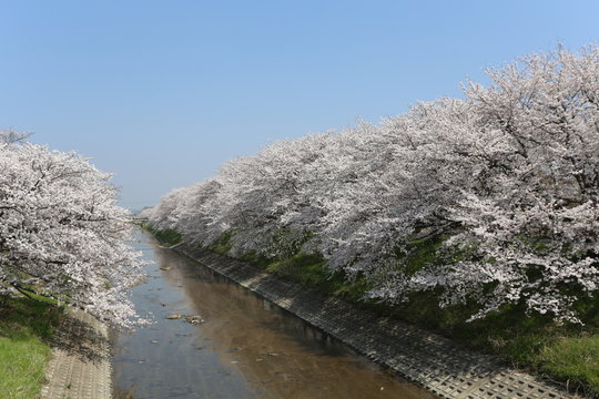 高田川の桜並木