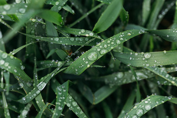 Naklejka premium Fresh green grass with dew drops close up. Water driops on the fresh grass after rain. Light morning dew on the grass