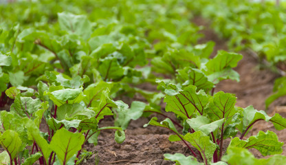 beet planting in the organic garden greenhouse
