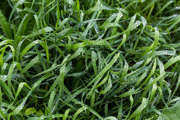 Fresh green grass with dew drops close up. Water driops on the fresh grass after rain. Light morning dew on the grass
