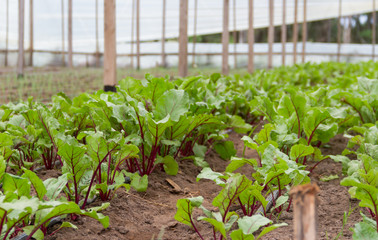 beet planting in the organic garden greenhouse