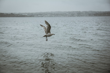 Flying Seagull vashon island over the ocean