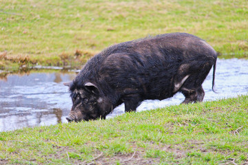 Domestic big black pig near small pond