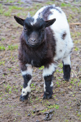 Obraz premium Portrait of small black and white domestic goat kid