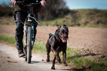 Zughundesport, Dogscooting, Labrador braun