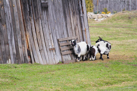 Domestic goat whhite and black family stand near wood house