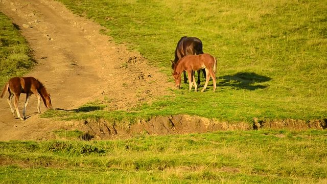 One mare and two foals grazing on pasture in mountains in late summer or early autumn at dawn