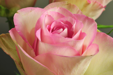 Nahaufnahme einer Rose mit creme und rosa Blütenblättern