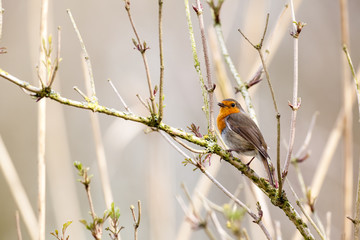 An European Robin