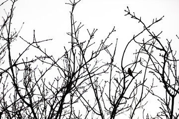 treetops and an bird