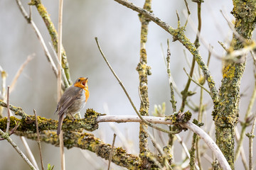 An European Robin