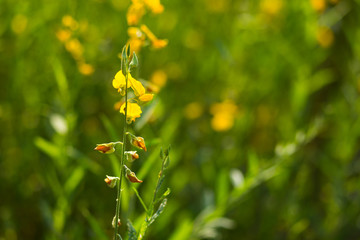 Beautiful yellow flower,Sunhemp flowers field,the fields of background blur.