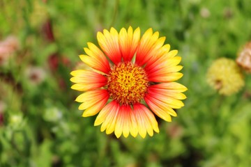 	Zinnia Flower in the garden