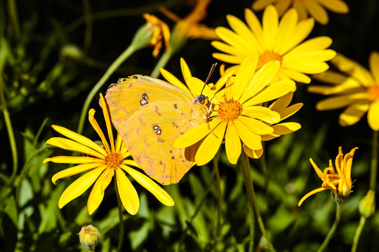 Cloudless Sulphur butterfly nestled between yellow flowers in Arizona's Sonoran desert.