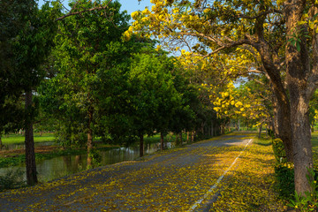 Naklejka premium Golden trumpet tree at Park in on blue sky background.