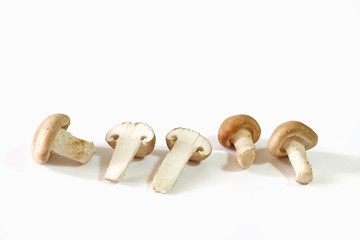 Fresh Champigon Mushroom isolated on white background