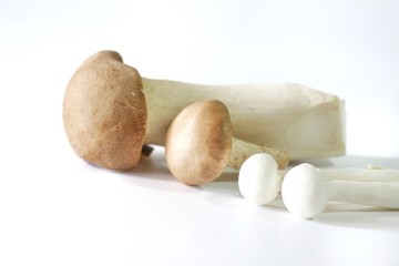 Fresh Champigon Mushroom isolated on white background