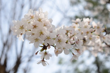 Blooming cherry blossoms and trees behind 4