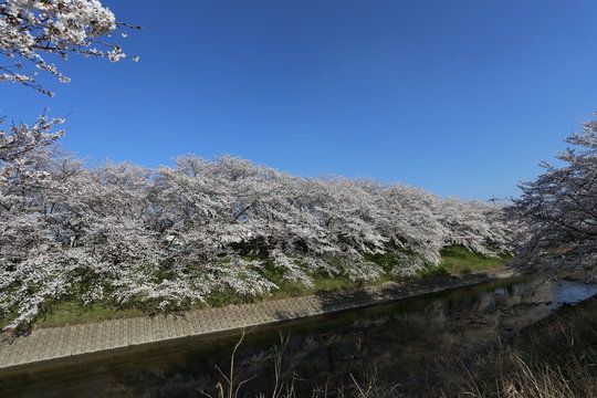 高田川の桜並木