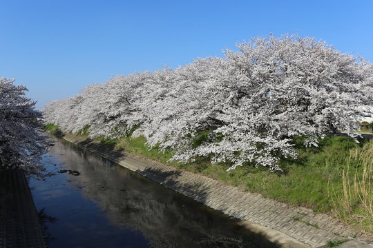 高田川の桜並木