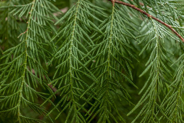 conifer tree twings